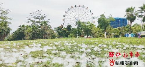 木棉花 花絮 第2张 木棉花 花絮 第2张