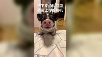 频道下 搞笑  第2张