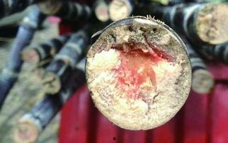 红心甘蔗图片,甜蜜与健康的完美融合  第2张