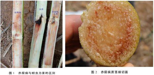 红心甘蔗图片,甜蜜与健康的完美融合  第3张